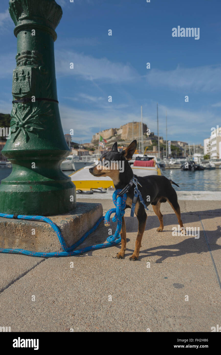English Toy Terrier a marina di Bonifacio. La Corsica. Francia Foto Stock
