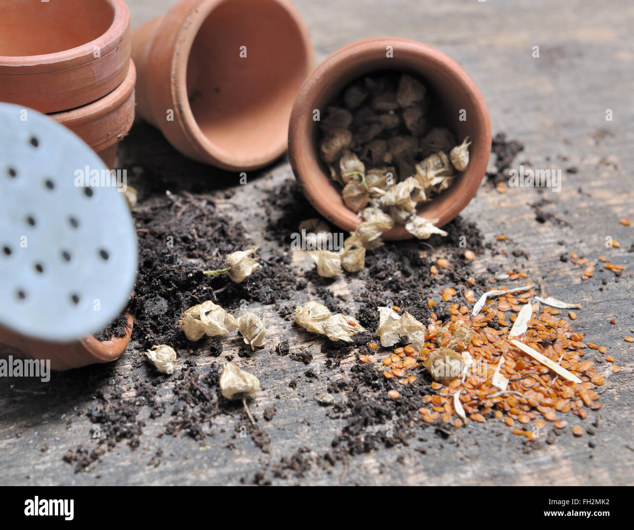 Pot semi di fiori versato sul pannello di legno Foto Stock