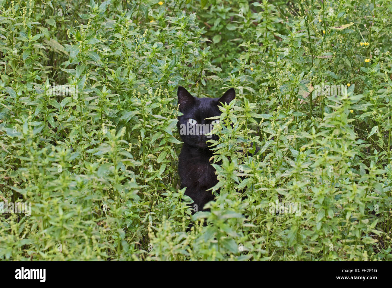 Un giovane nero cat guardando fuori dal suo posto di occultamento Foto Stock