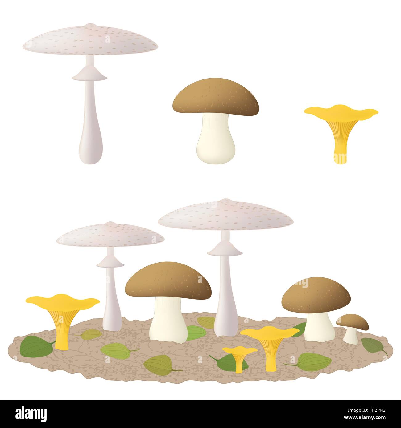 I funghi commestibili Illustrazione Vettoriale