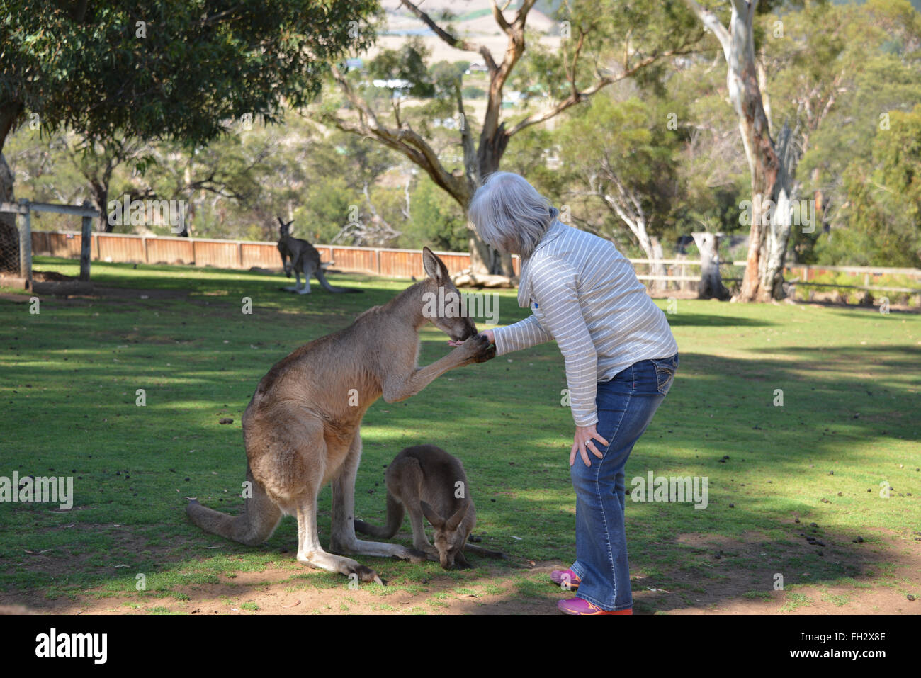 Kangaroo essendo alimentato da un visitatore di Bonorong Wildlife Sanctuary nr Hobart, Tasmania Foto Stock