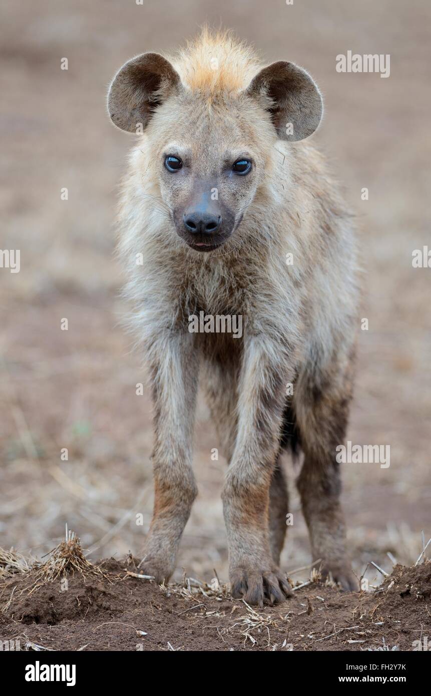 Spotted hyena (Crocuta crocuta), giovane maschio in piedi sulla terra arida, Kruger National Park, Sud Africa e Africa Foto Stock