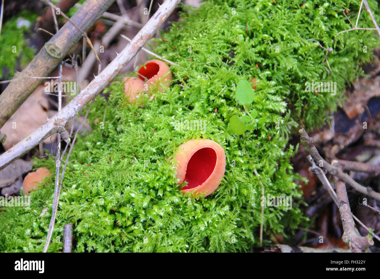 Funghi scarlatto di tazza di elfo che giacciono su un letto di muschio su un tronco di albero in Inghilterra Regno Unito Foto Stock