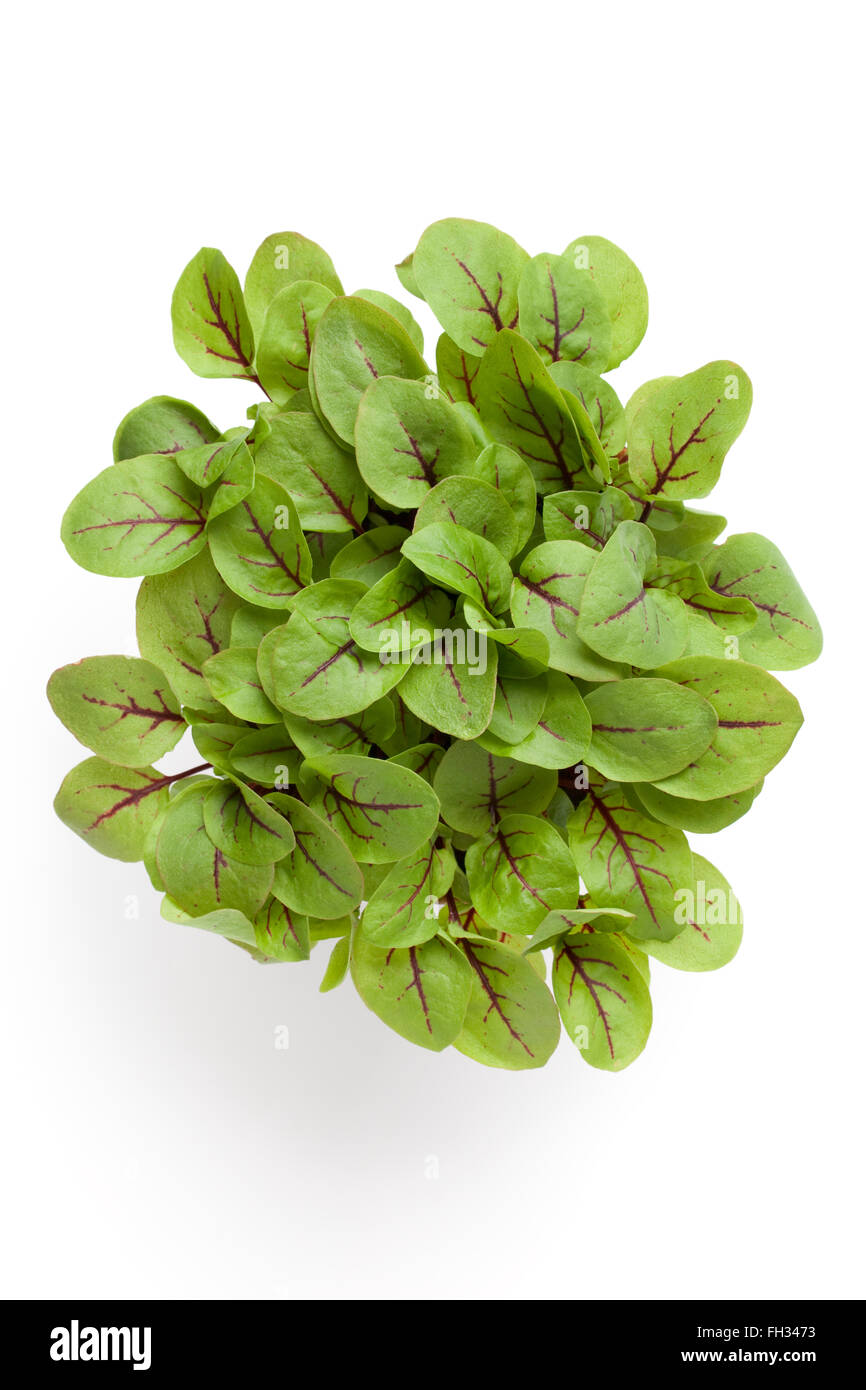 Foglie fresche di venato rosso dock isolati su sfondo bianco Foto Stock