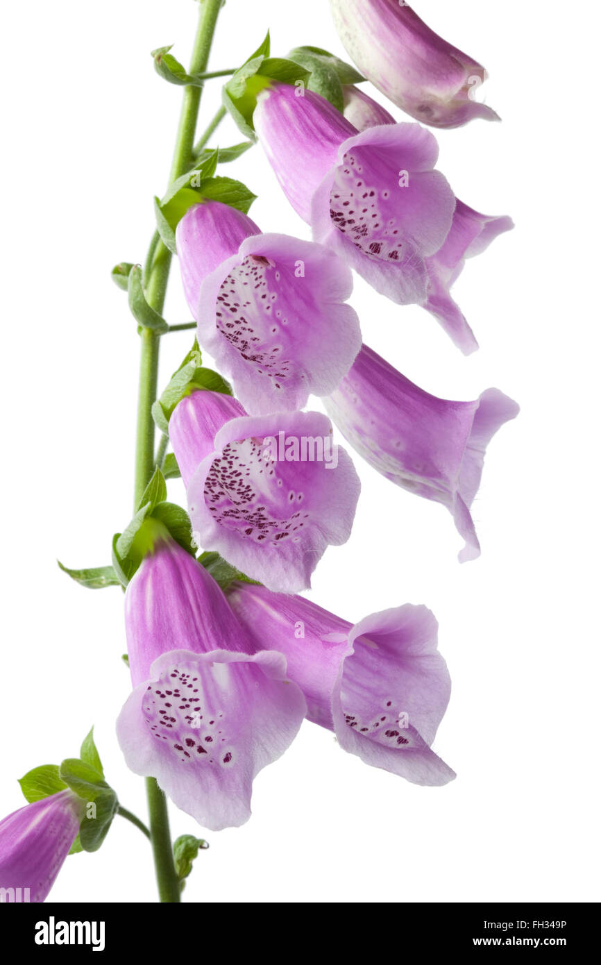 Foxglove viola fiori su sfondo bianco Foto Stock