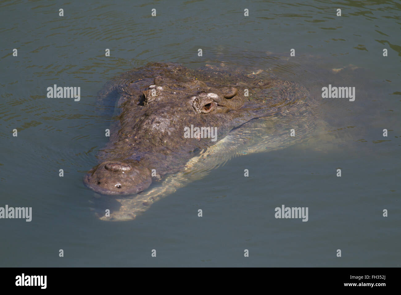 Coccodrillo americano basking. Foto Stock