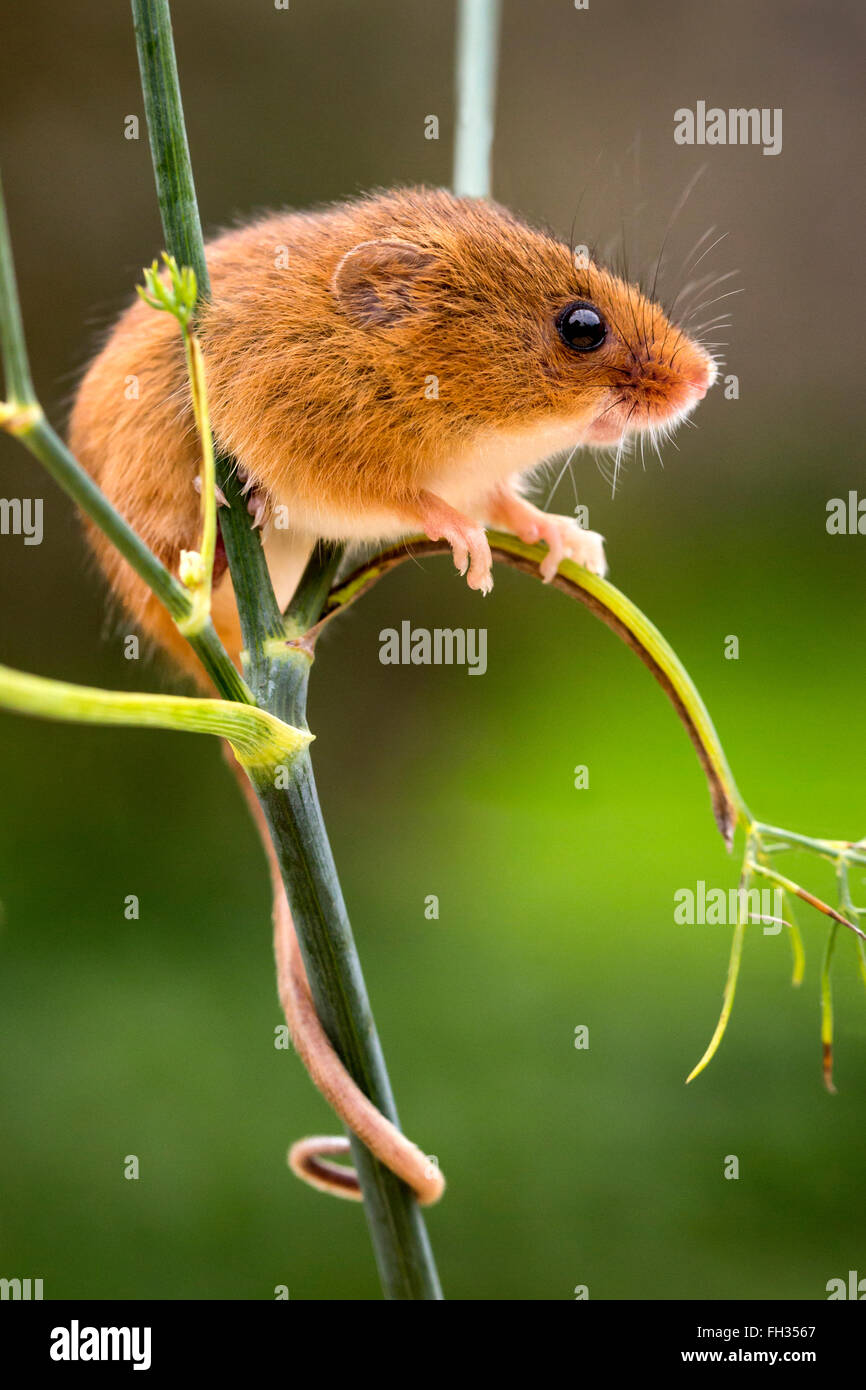 Harvest Mouse in cattività, arroccato su di una levetta di erbaccia con la sua coda avvolta attorno al gambo di pianta e guardando carino. Foto Stock