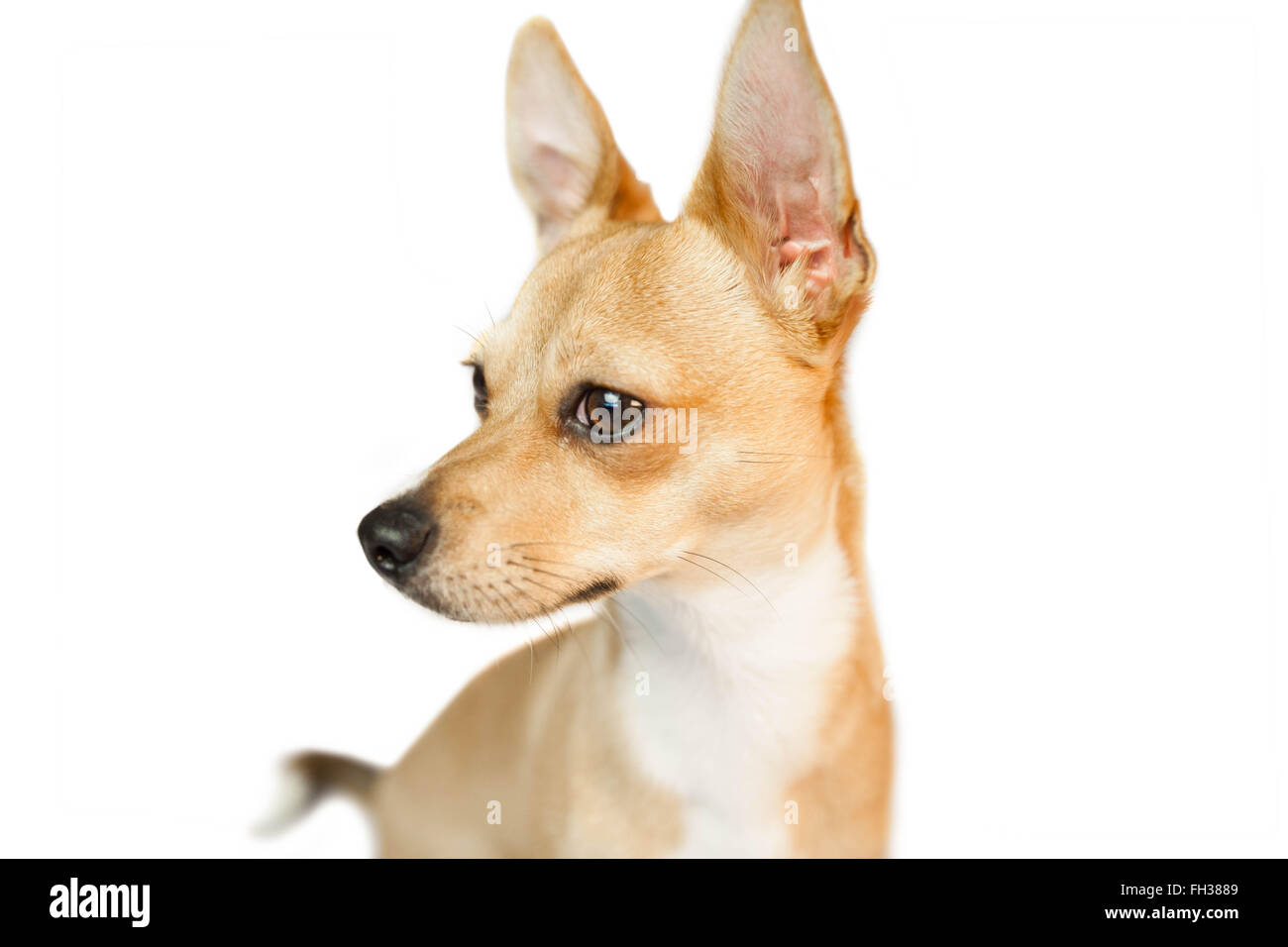 Cute cane con orecchie appuntite Foto Stock