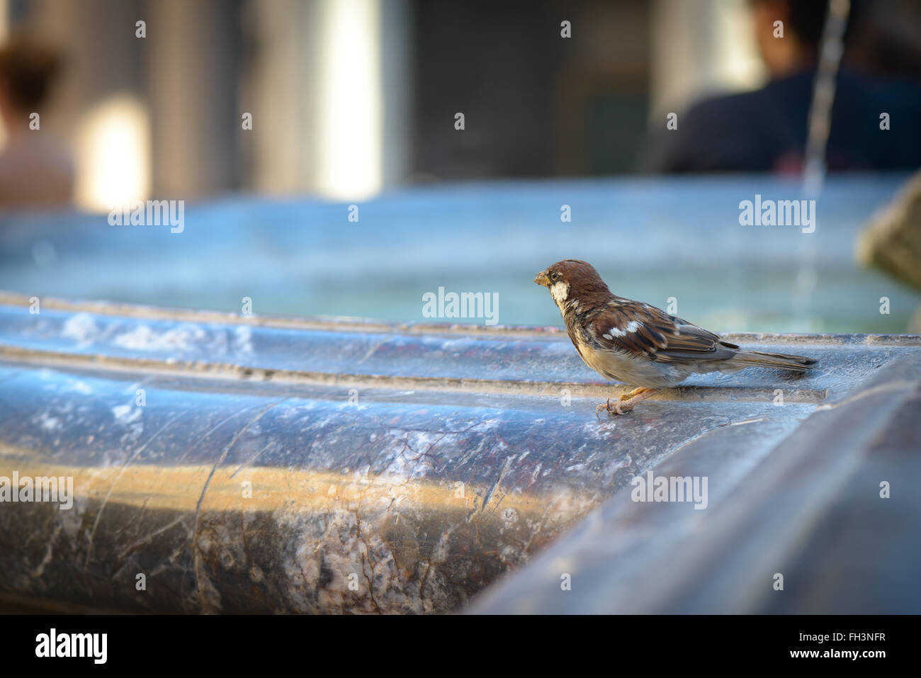 Un piccolo passero acqua potabile nella fontana Foto Stock