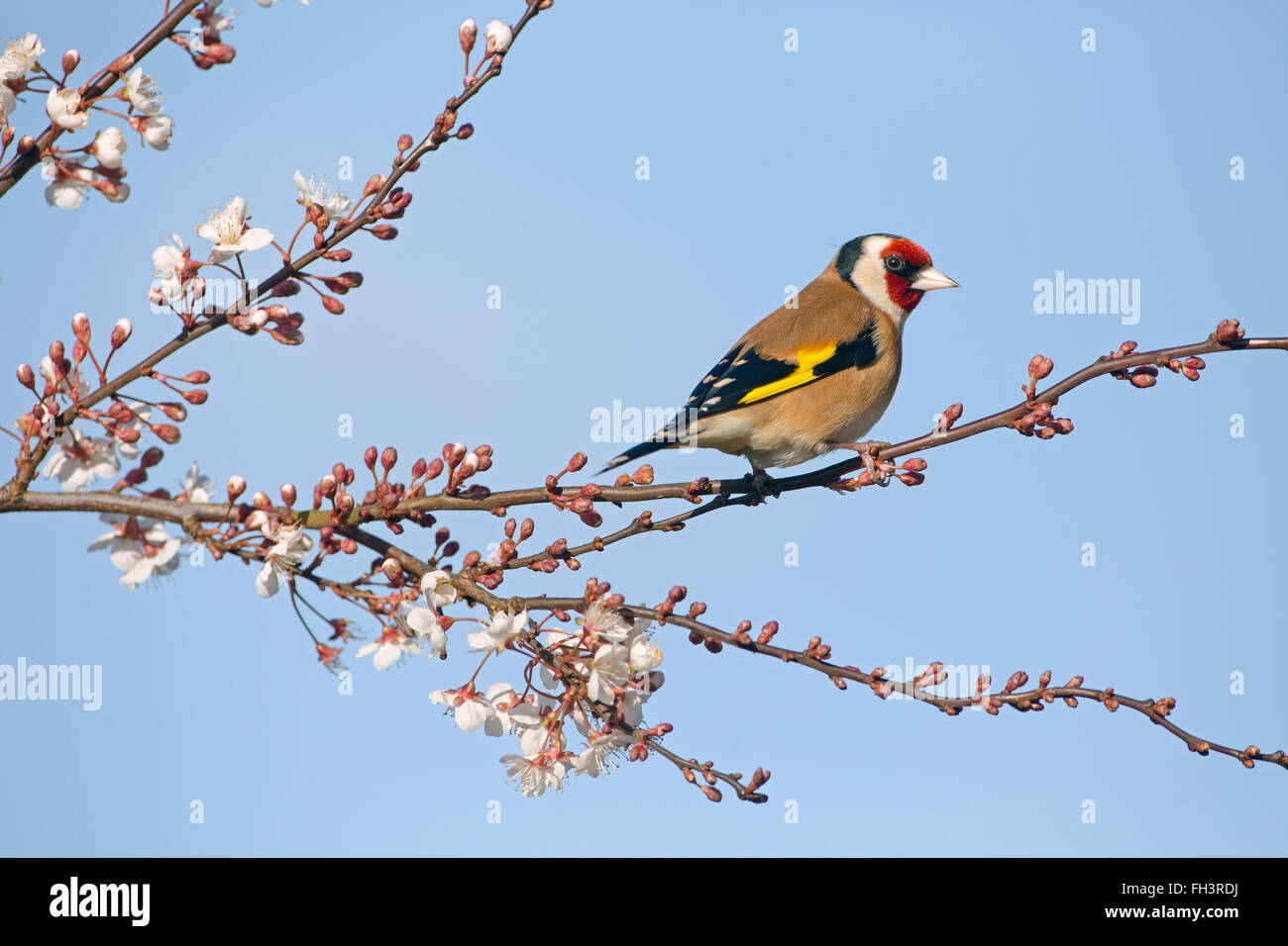 Cardellino Carduelis carduelis in fioritura invernale prugna Fiore Foto Stock