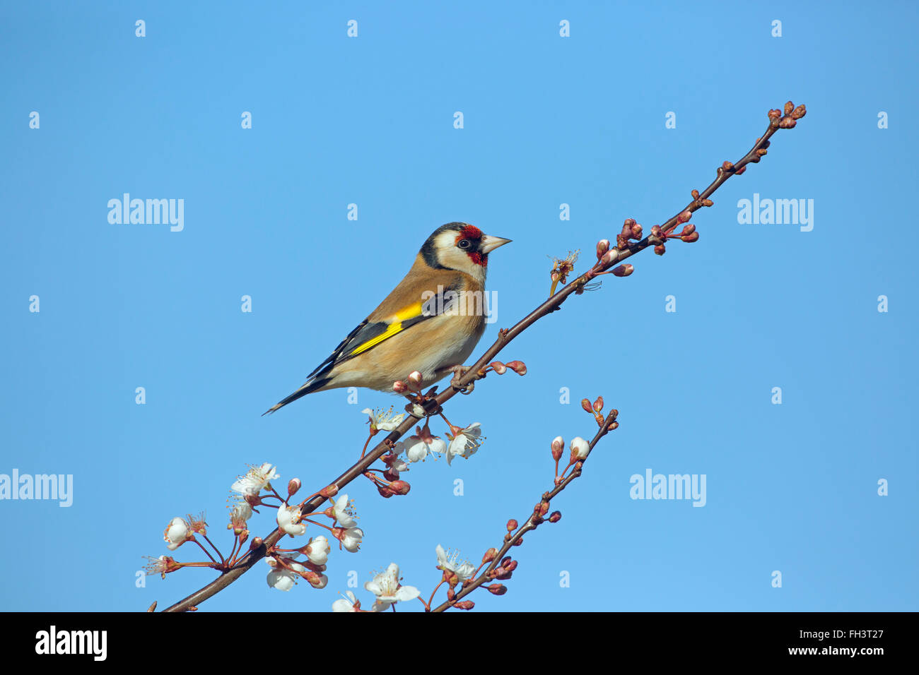 Cardellino Carduelis carduelis in fioritura invernale prugna Fiore Foto Stock