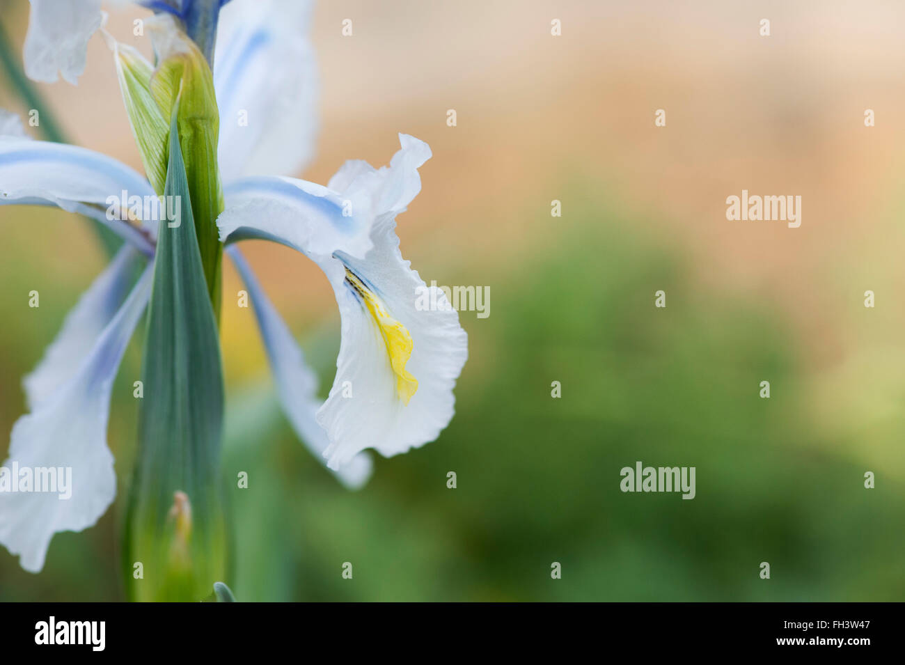 Iris aucheri 'ghiaccio turco' Fiore Foto Stock