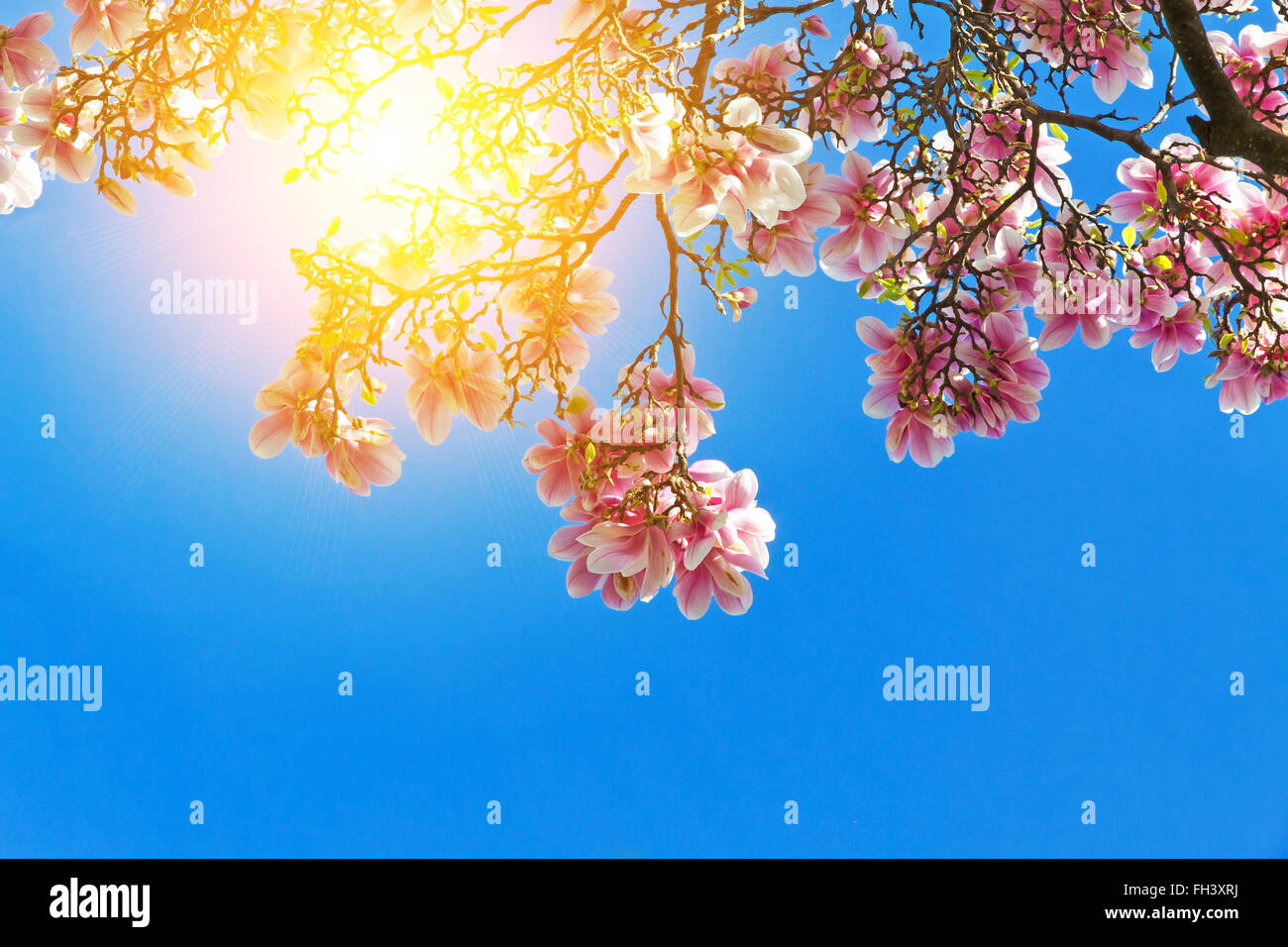 La Magnolia sotto il sole di primavera Foto Stock