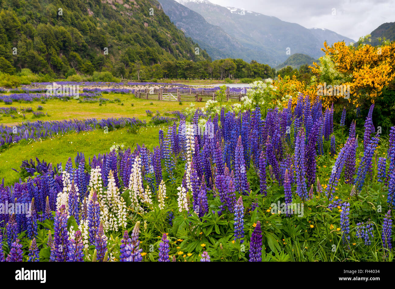 Fiori di lupino a Simpson River Valley, Simpson River National Park, vicino a Puerto Aisen e Coyhaique, Patagonia, Cile Foto Stock