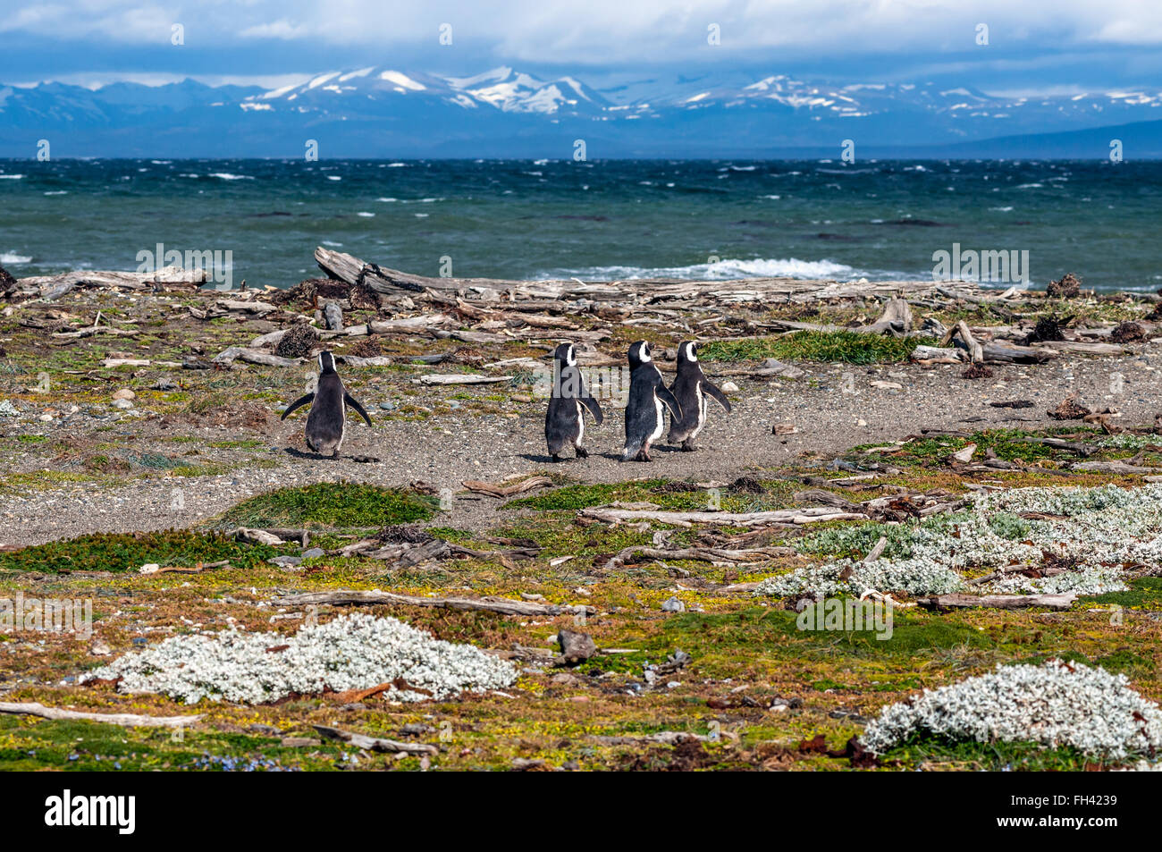 Molti i pinguini di Magellano in ambiente naturale sul Seno Otway colonia di pinguini vicino a Punta Arenas in Patagonia, Cile Foto Stock