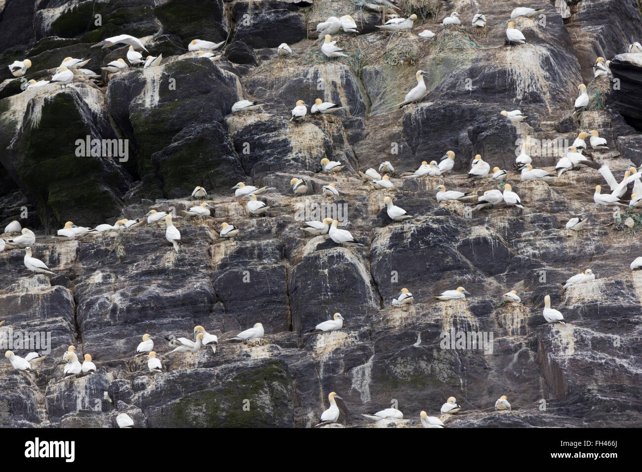 Una colonia di sule sono ' appollaiati a Little Skellig, Kerry, Irlanda. vecchie reti da pesca e le linee utilizzate come materiale di nesting Foto Stock