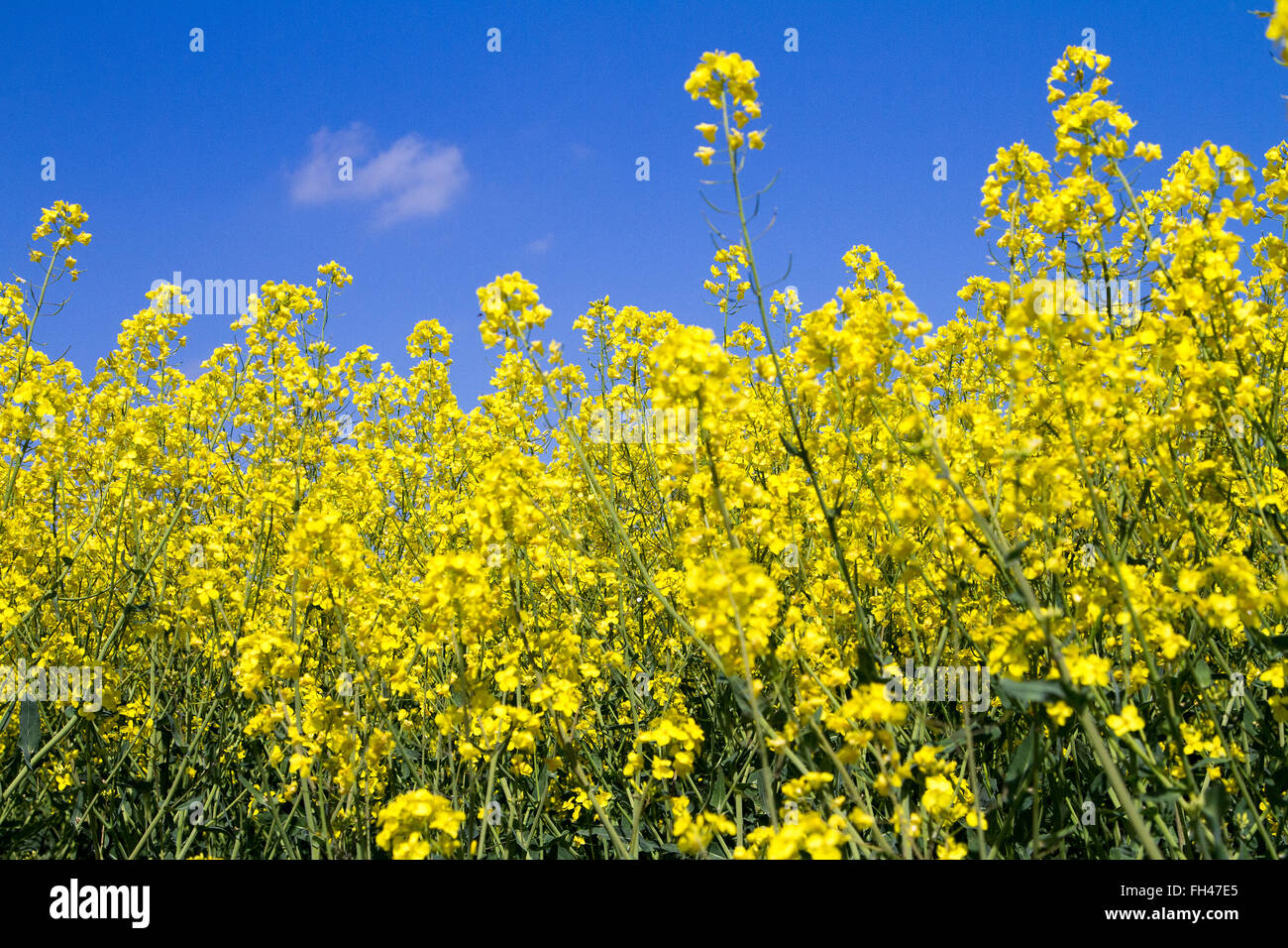 Fiori di colza Foto Stock