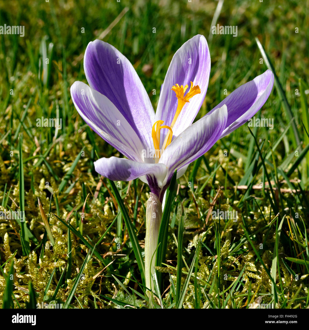 Fiore crocus, (crocus vernus) Foto Stock