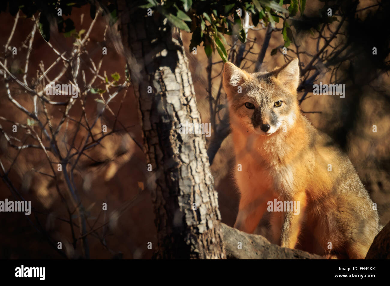 Una rapida fox a riposo Foto Stock