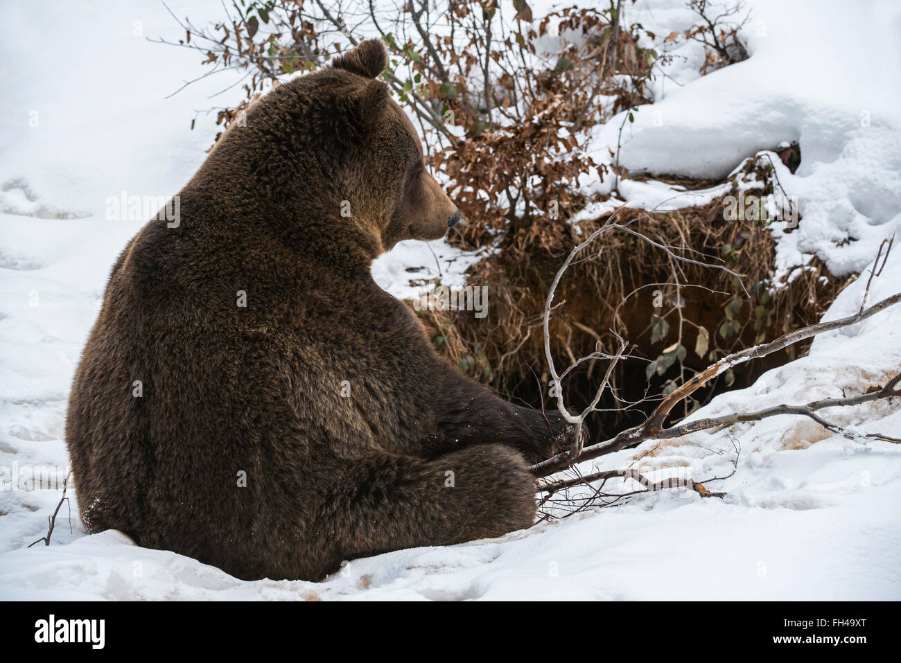 L'orso bruno (Ursus arctos arctos) seduti ad ingresso di den nella neve in autunno / inverno / molla Foto Stock