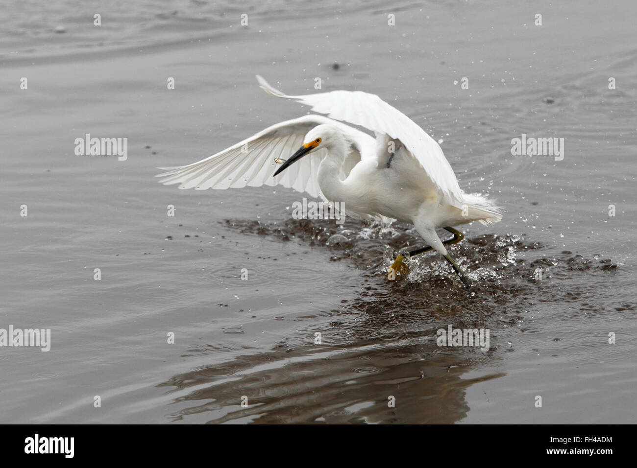 Snowy Garzetta (Egretta thuja) pescare un pesce piccolo, Merritt Island NWR, Florida, Stati Uniti d'America Foto Stock