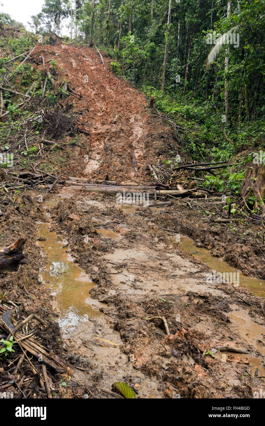 Nuova strada bulldozer attraverso la foresta pluviale in Ecuador. La costruzione  di strade porta la colonizzazione e la deforestazione per il bacino  amazzonico Foto stock - Alamy