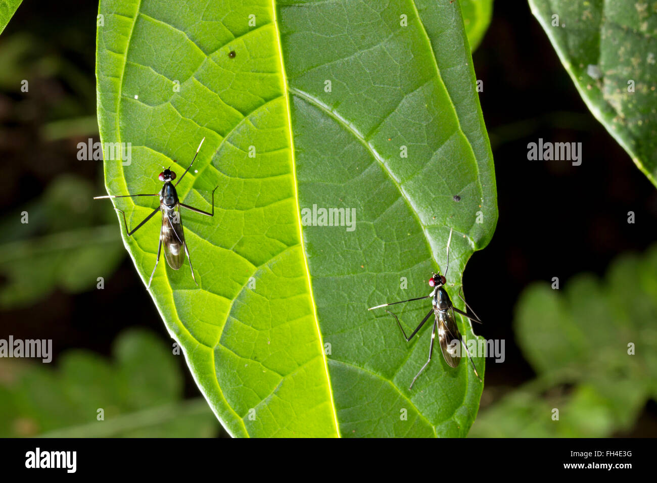 Coppia di stilt zampe vola (Diptera, famiglia Micropezidae) su una foglia nella foresta pluviale nella provincia di Pastaza, Ecuador Foto Stock