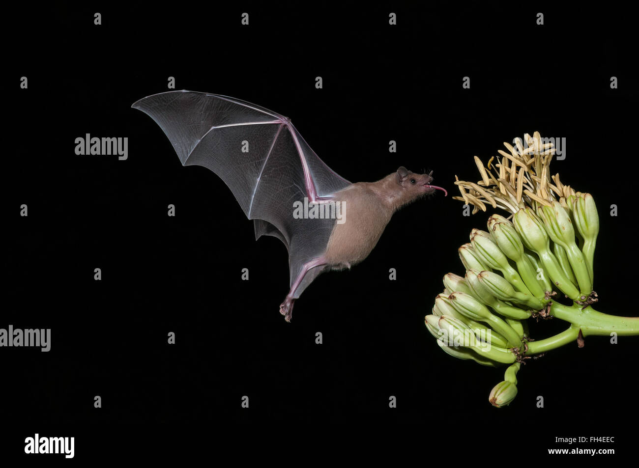 Minore a becco lungo, bat Leptonycteris yerbabuenae (curasoae), si nutrono di agave fiorisce, Green Valley, Arizona, Stati Uniti d'America Foto Stock