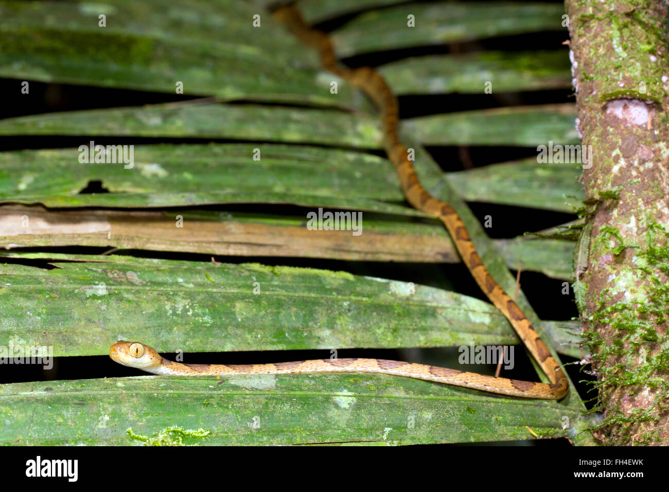 Blunthead Treesnake (Imantodes lentiferus) nella foresta pluviale, provincia di Pastaza, Ecuador Foto Stock