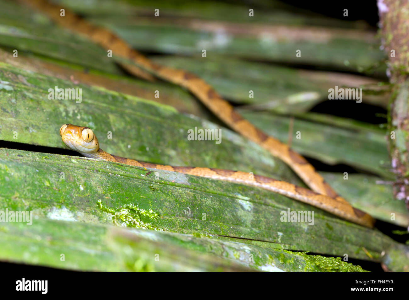 Blunthead Treesnake (Imantodes lentiferus) nella foresta pluviale, provincia di Pastaza, Ecuador Foto Stock