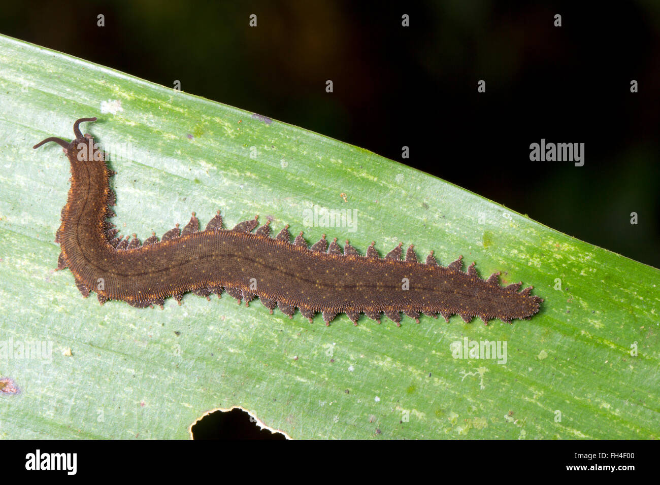 Un Onychophoran (Peripatus o worm di velluto) attivo durante la notte nella foresta pluviale sottobosco, provincia di Pastaza, Ecuador Foto Stock