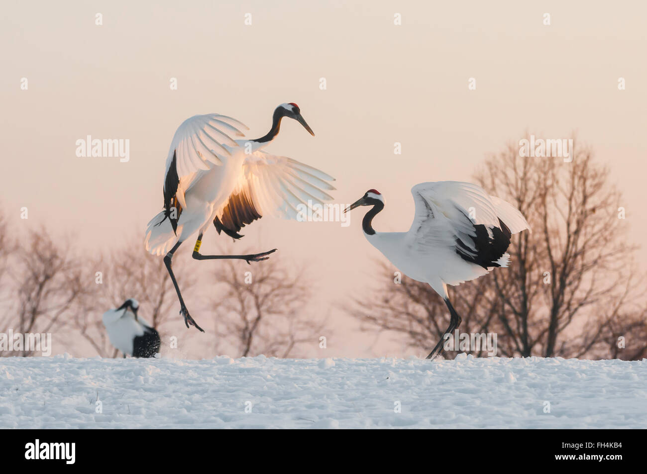 Rosso-affollate, gru, gru giapponese, Grus japonensis, allevamento display, Hokkaido, Giappone Foto Stock