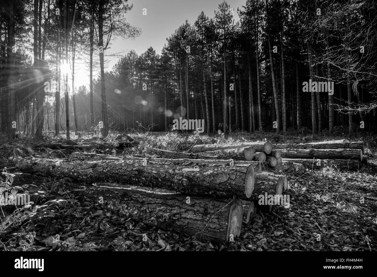 Bianco e nero paesaggio forestale Foto Stock