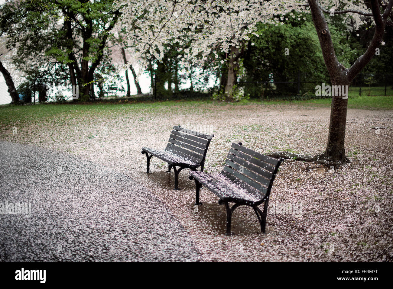 WASHINGTON DC, Stati Uniti - le panchine del parco accanto al bacino delle maree a Washington DC sono ricoperte da uno strato di petali rosa e bianchi mentre i ciliegi finiscono la loro fioritura. Foto Stock