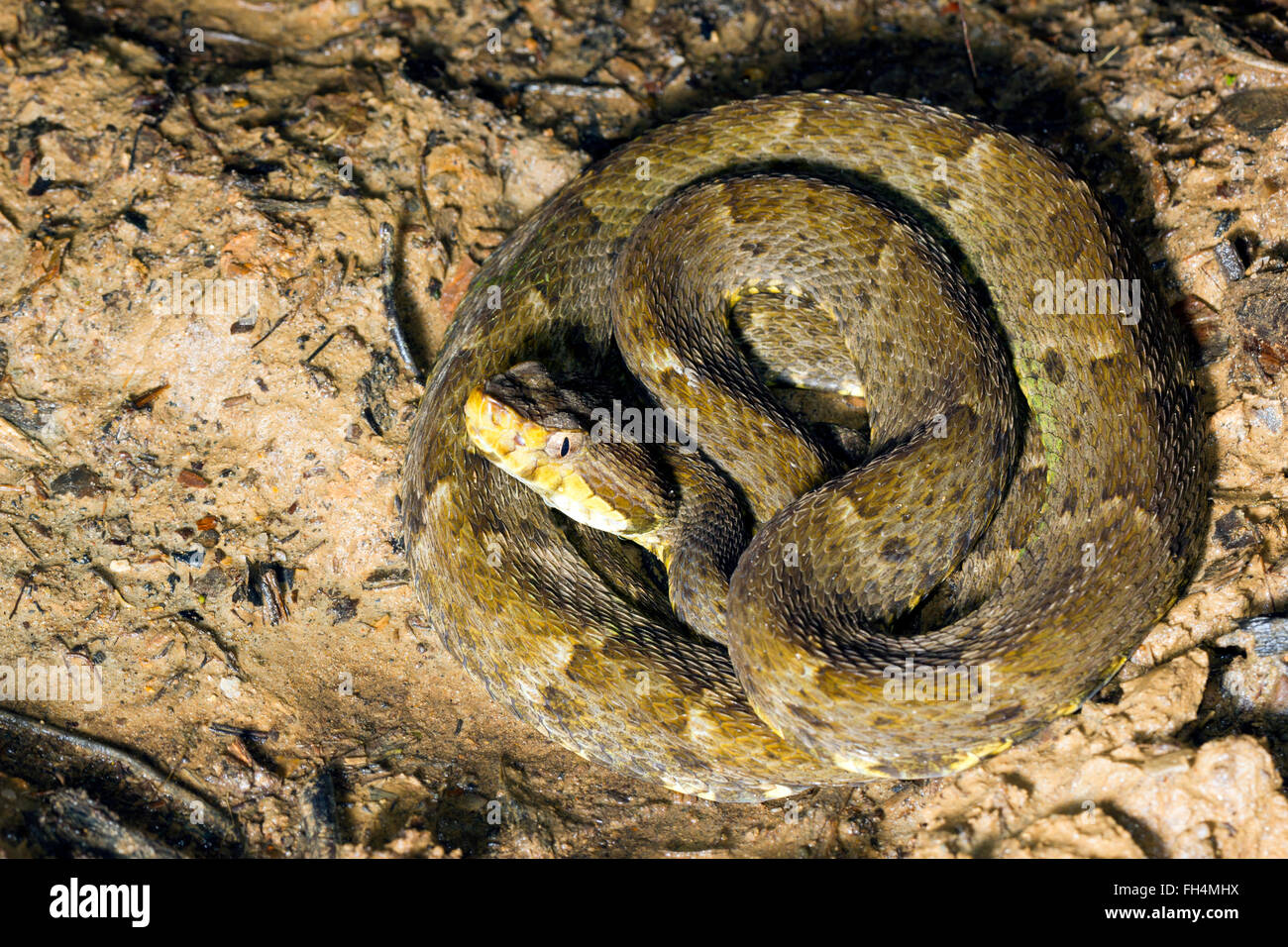 Fer de Lance (Bothrops atrox) un infame viper avvolto sul suolo della foresta pluviale, provincia di Pastaza, Ecuador Foto Stock