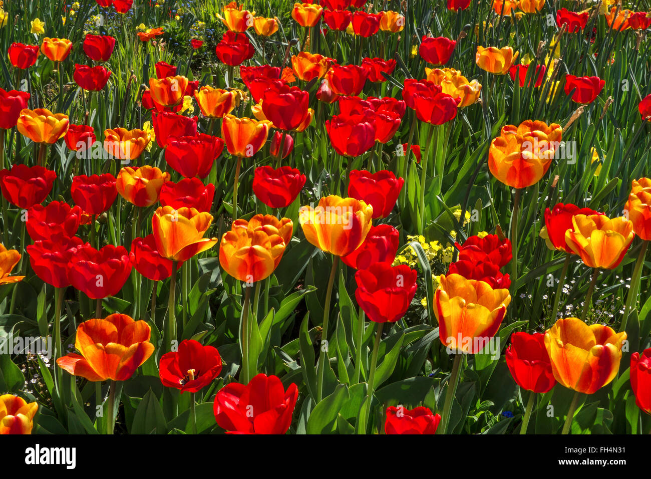 Numerose rosso e giallo arancione tulipani che fiorisce in un aiuola di fiori Foto Stock