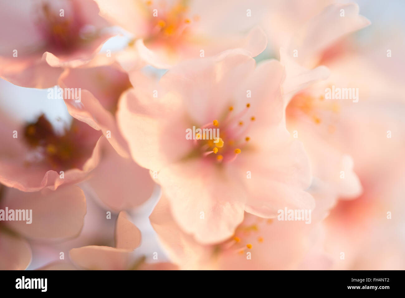 WASHINGTON DC - Un primo piano mostra i delicati petali rosa di ciliegi in fiore lungo il bacino delle maree. Questi alberi fioriti, un dono del Giappone nel 1912, sono al centro dell'annuale National Cherry Blossom Festival ogni primavera. Foto Stock