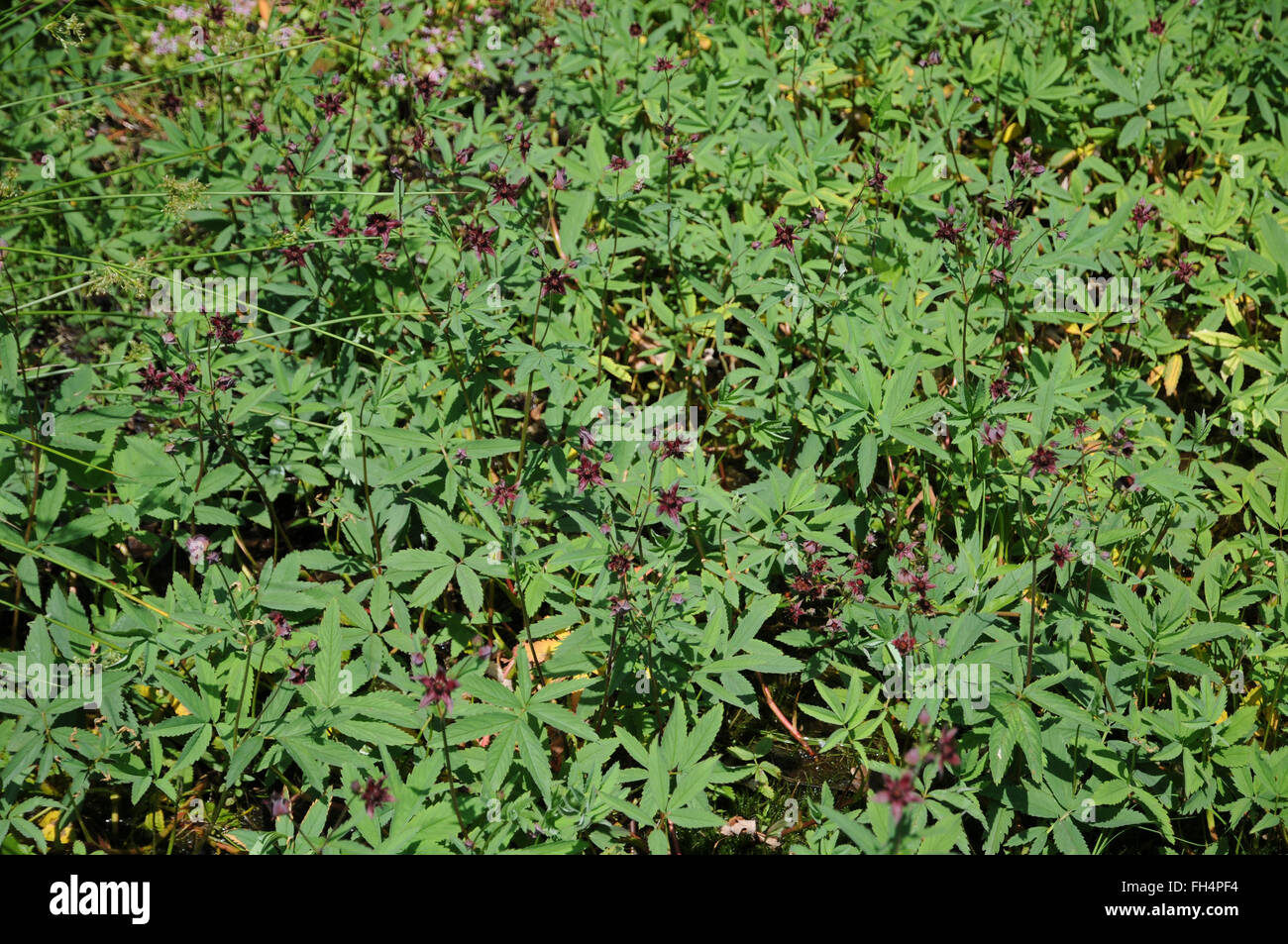 Swamp cinquefoil Foto Stock