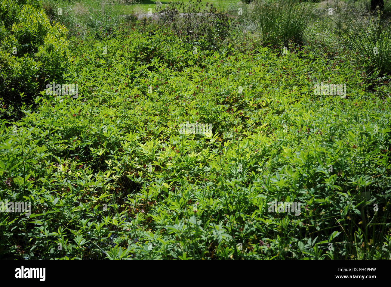 Swamp cinquefoil Foto Stock