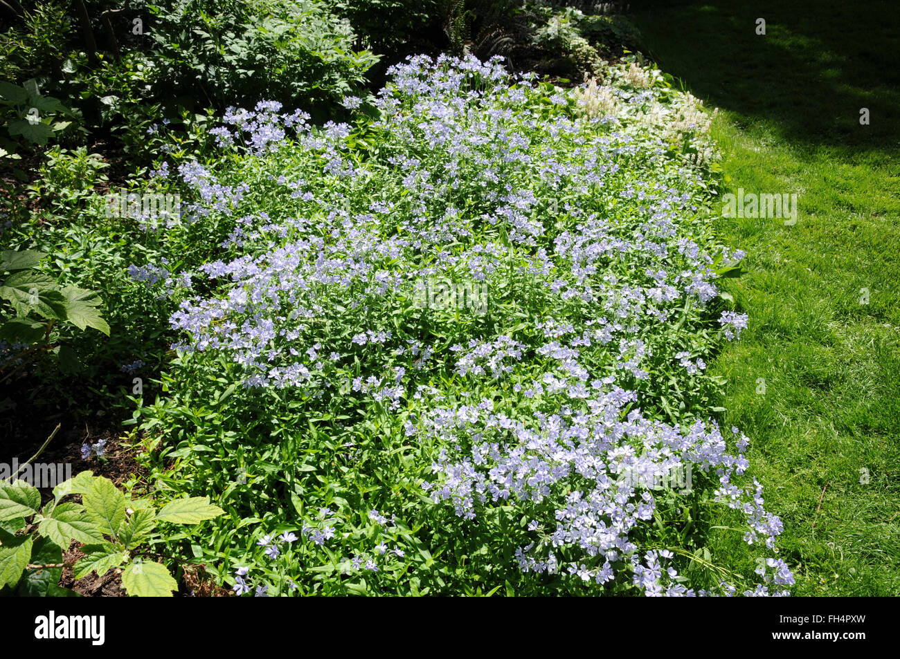 Phlox di Woodland Foto Stock