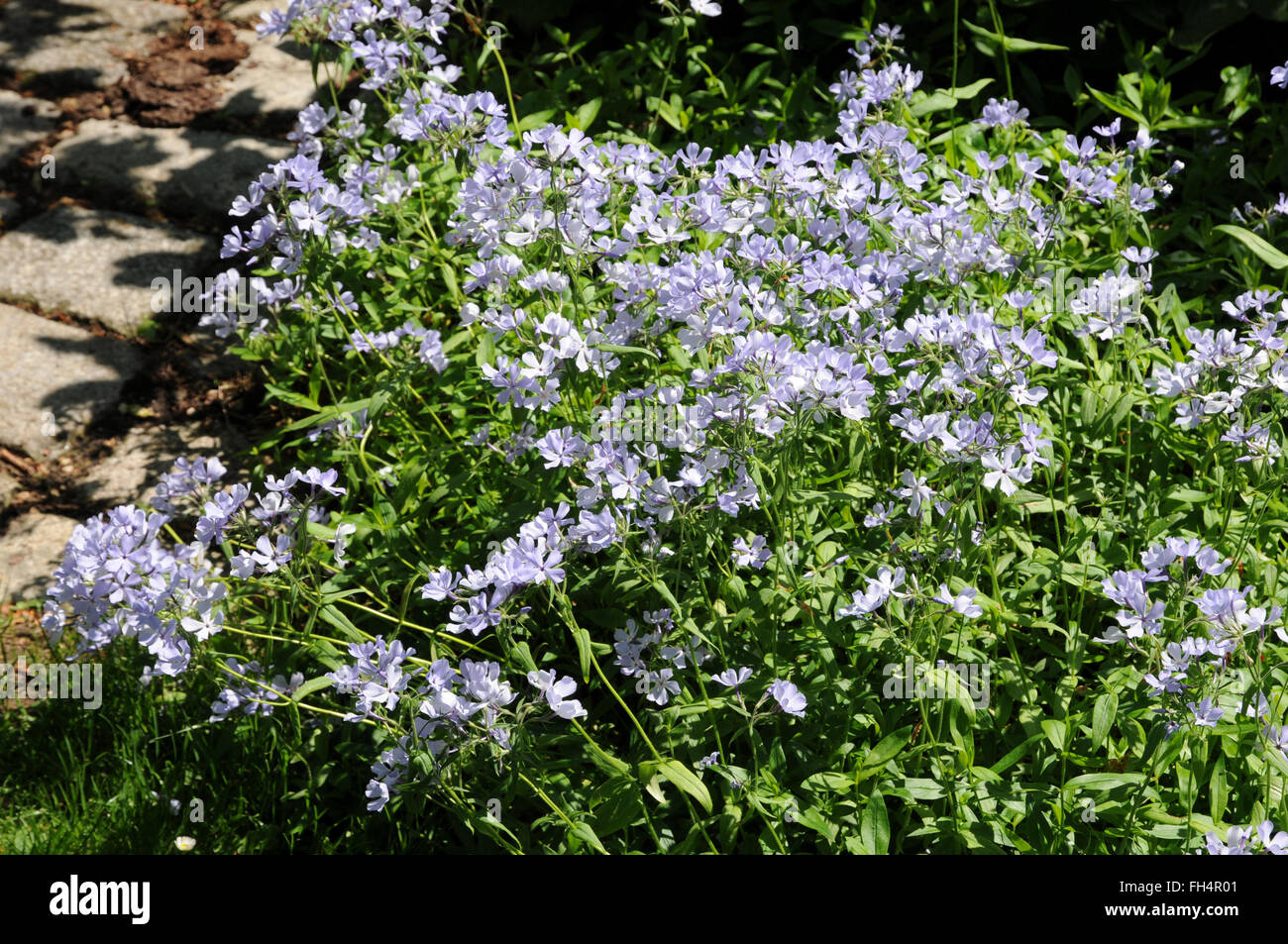 Phlox di Woodland Foto Stock