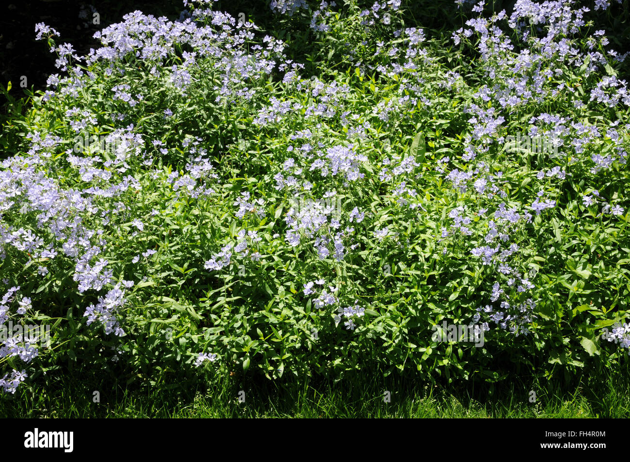Phlox di Woodland Foto Stock