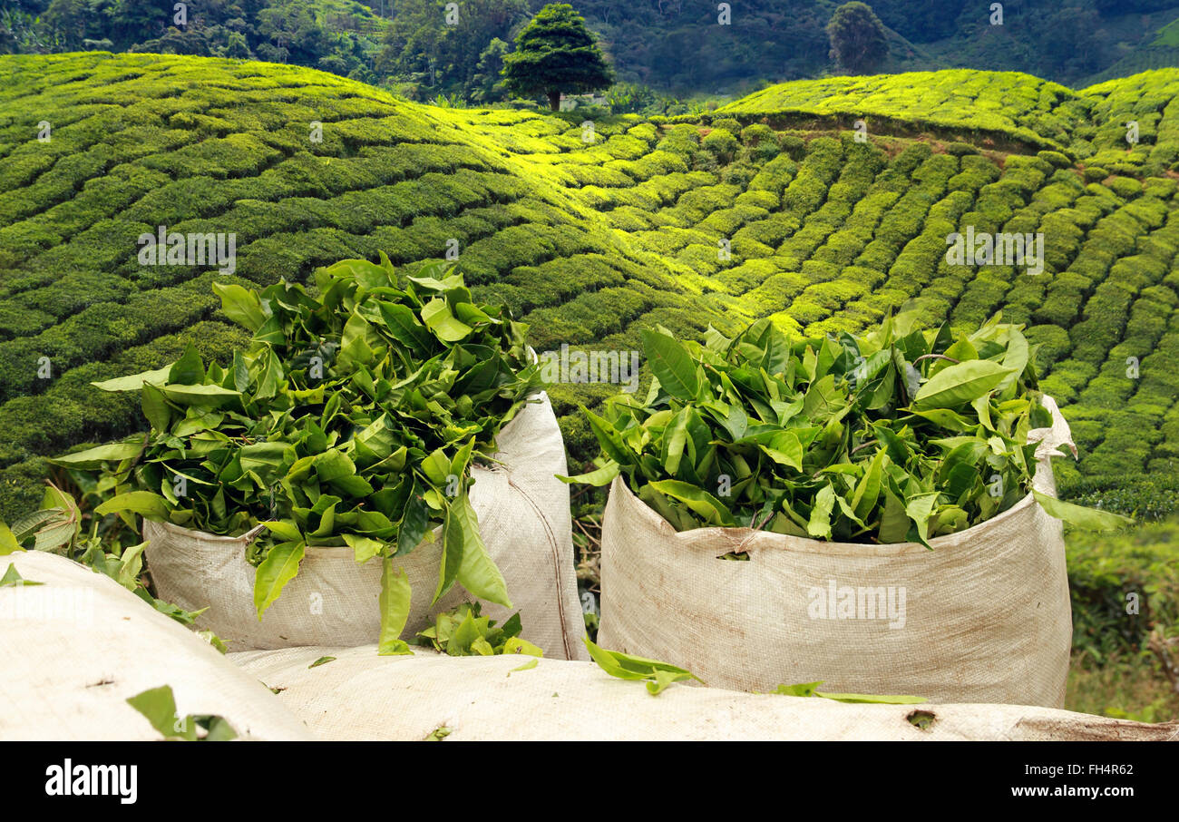 Il tè raccolto sulla piantagione di tè Foto Stock