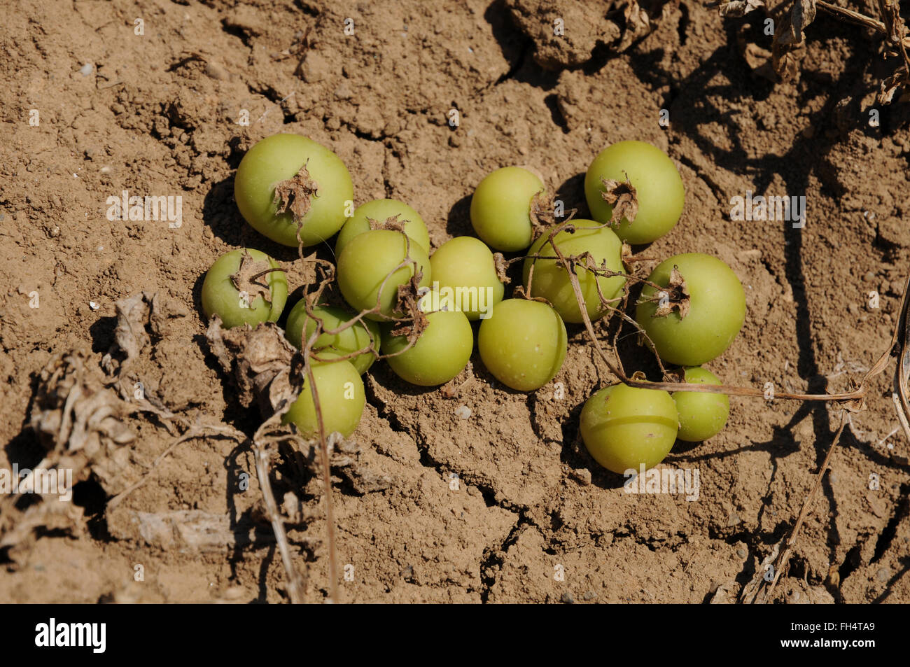 Frutti velenosi patata immagini e fotografie stock ad alta risoluzione -  Alamy