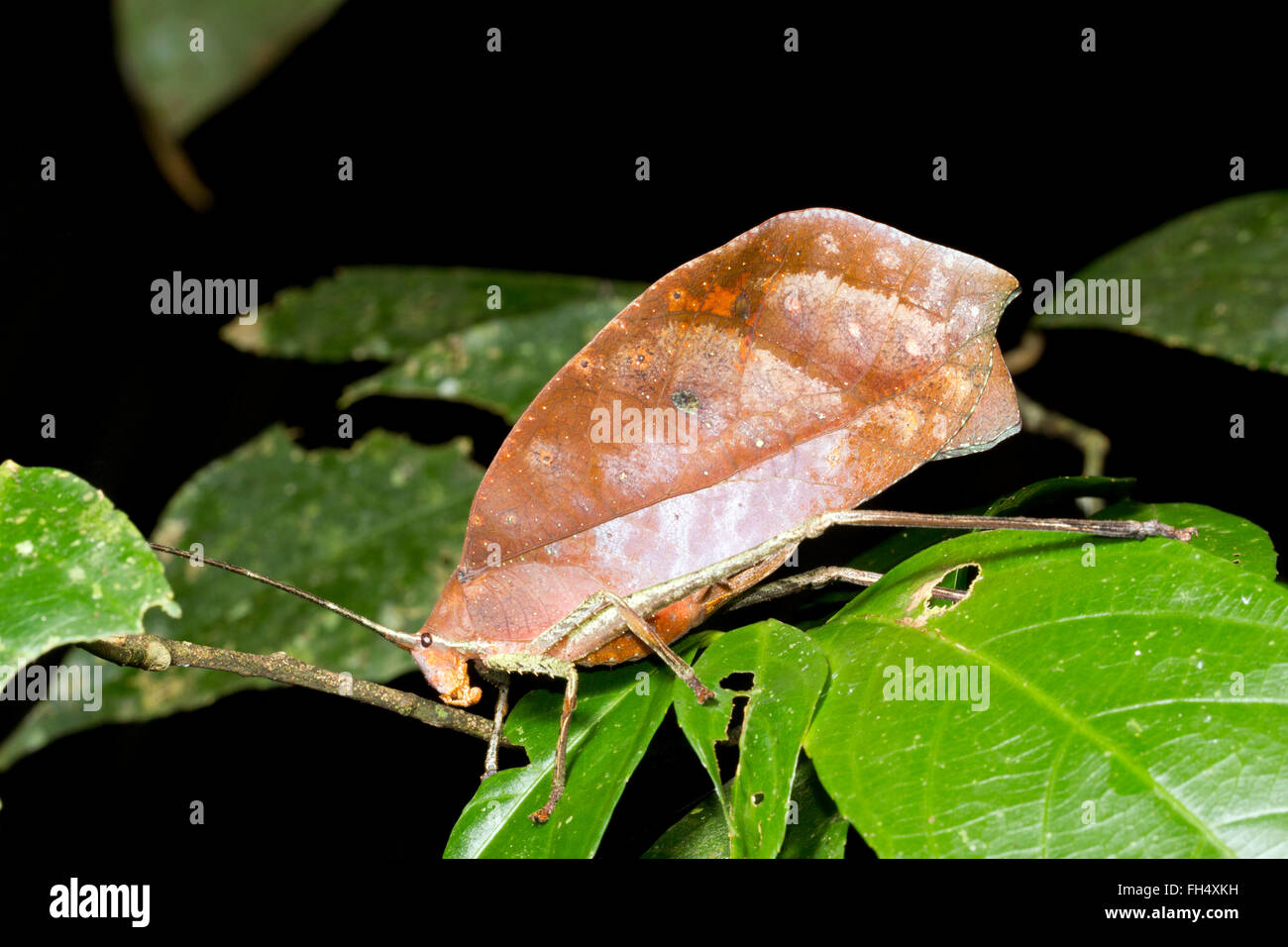 Leaf mimare katydid (Pterochroza ocellata, famiglia Tettiginiidae) nel sottobosco della foresta pluviale, provincia di Pastaza, Ecuador Foto Stock