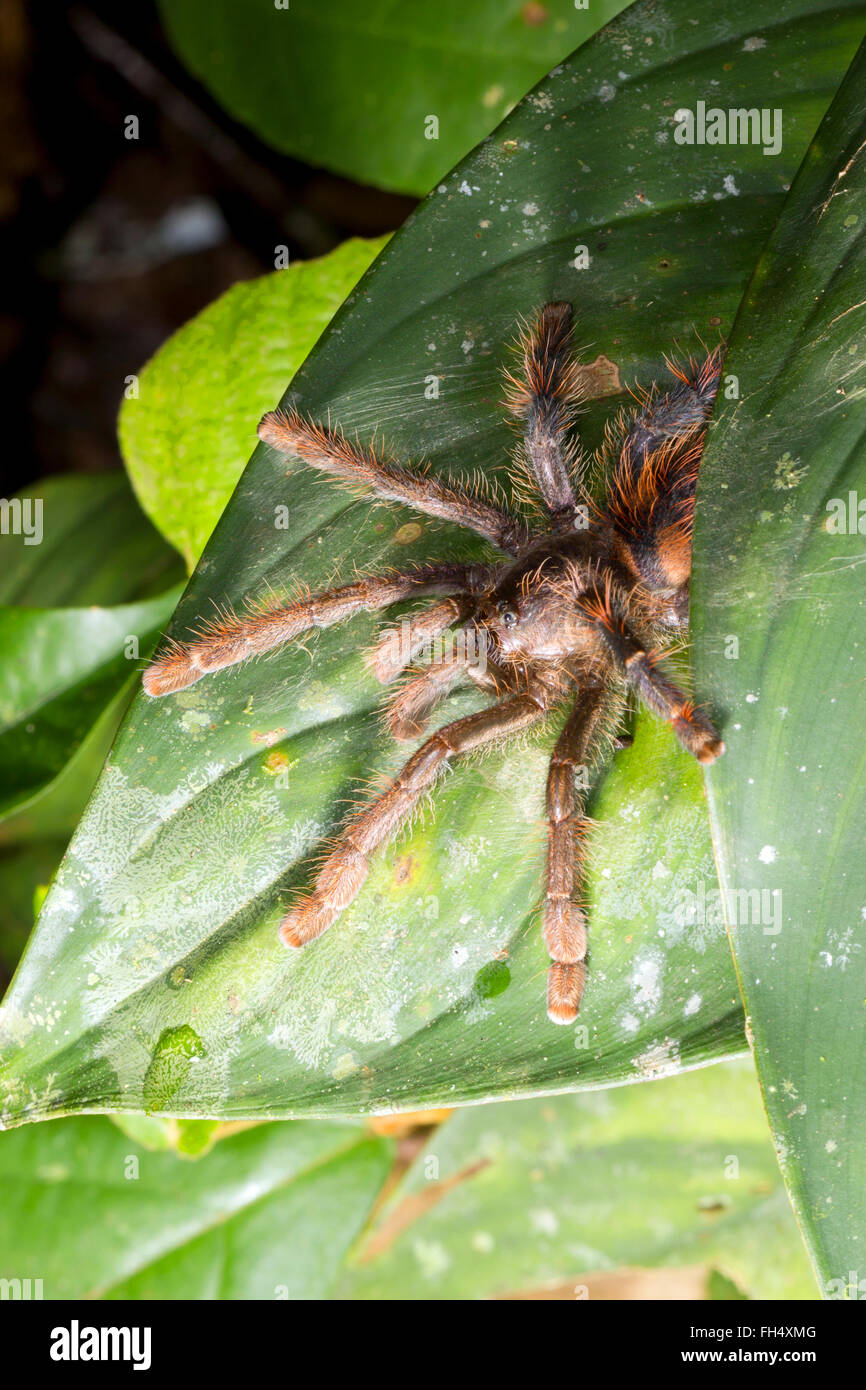 Tarantula in corrispondenza della bocca del suo nido tra 2 foglie nel sottobosco della foresta pluviale, provincia di Pastaza, Ecuador Foto Stock