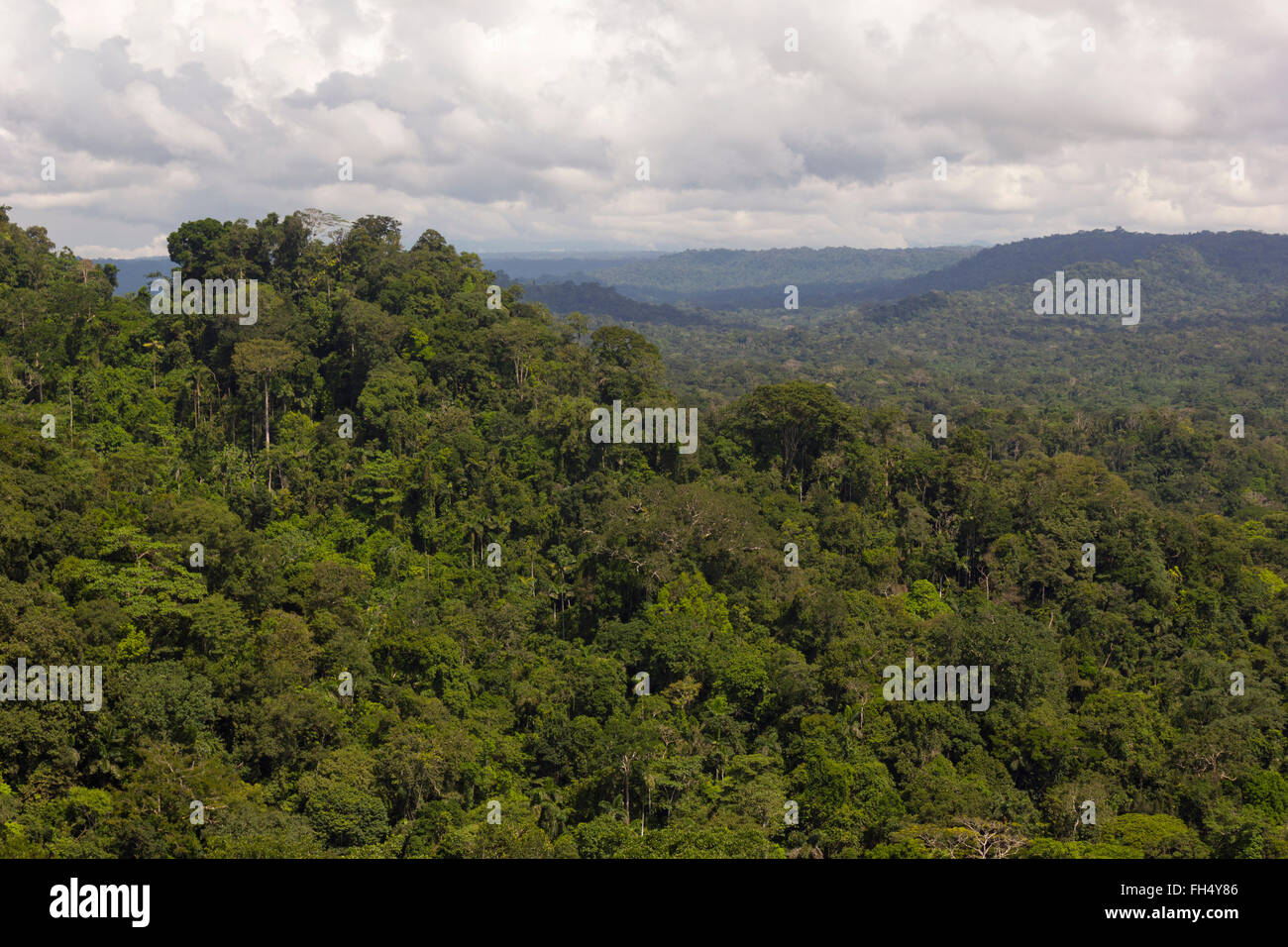 Vista su primario della foresta pluviale amazzonica nella provincia di Pastaza, Ecuador Foto Stock