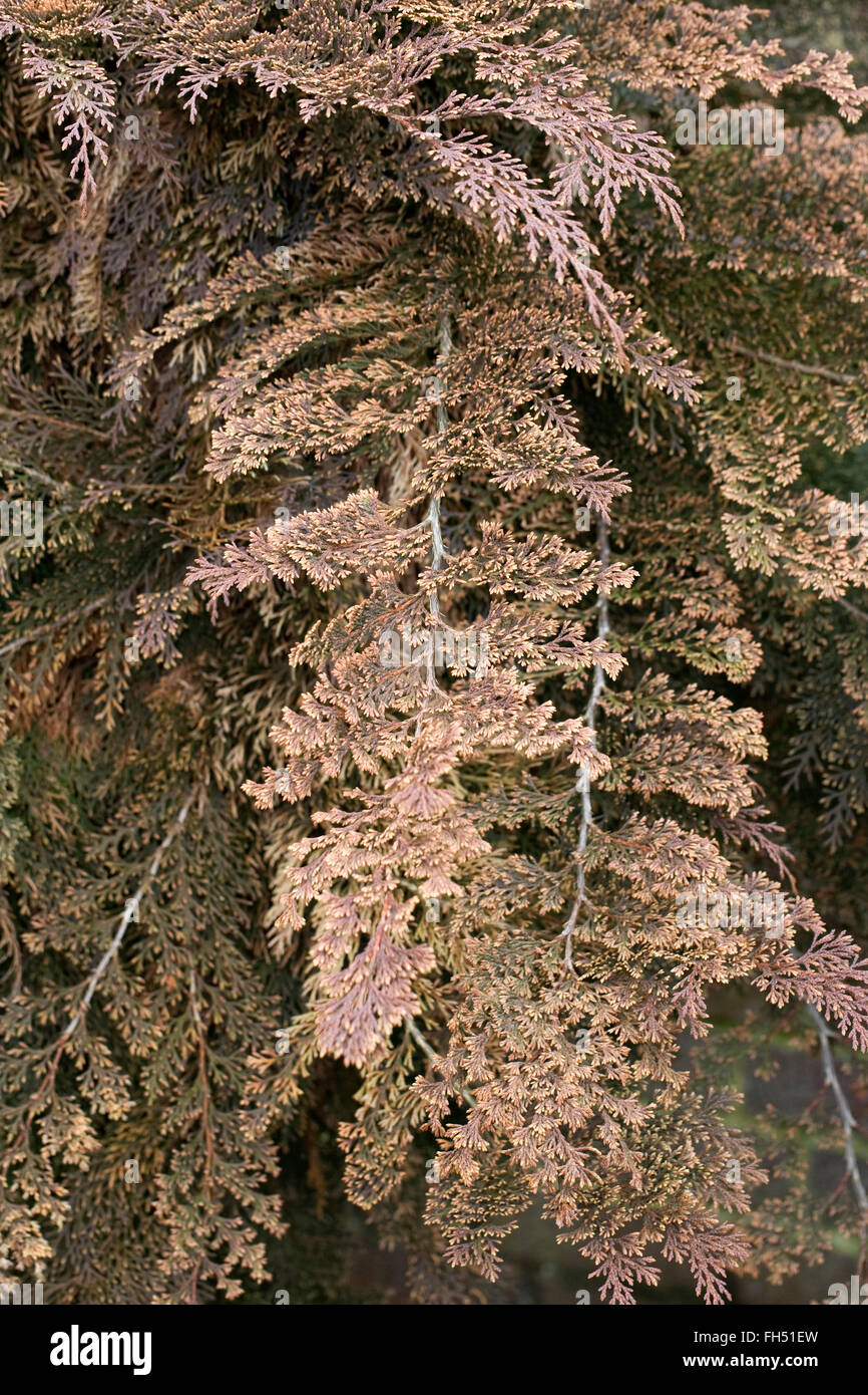 Microbiota decussata di foglie in inverno. Foto Stock