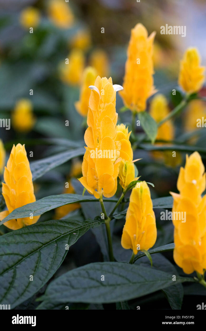 Pachystachys lutea fioritura in un ambiente protetto. Foto Stock