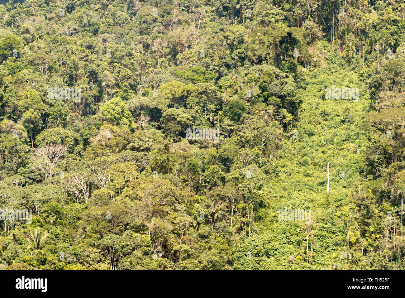 Foresta pluviale primaria nella provincia di Pastaza, Ecuador, con una striscia di rigenerazione secondaria sul sito di una vecchia frana Foto Stock